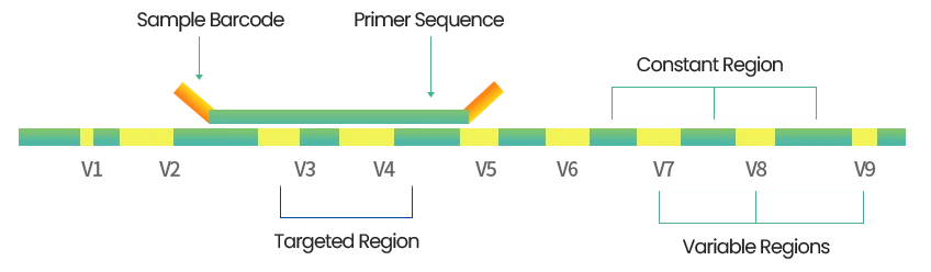 16S rRNA 유전자 영역 모식도 — Sample Barcode, Primer Sequence, Targeted Region(V3–V4), Constant Region, Variable Regions(V1–V9) 표시